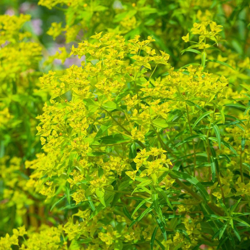 Euphorbe de Sicile - Euphorbia ceratocarpa - Plantes