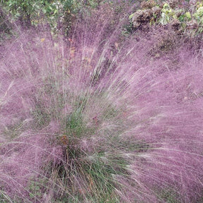 Herbe d'amour - Eragrostis spectabilis - Willemse