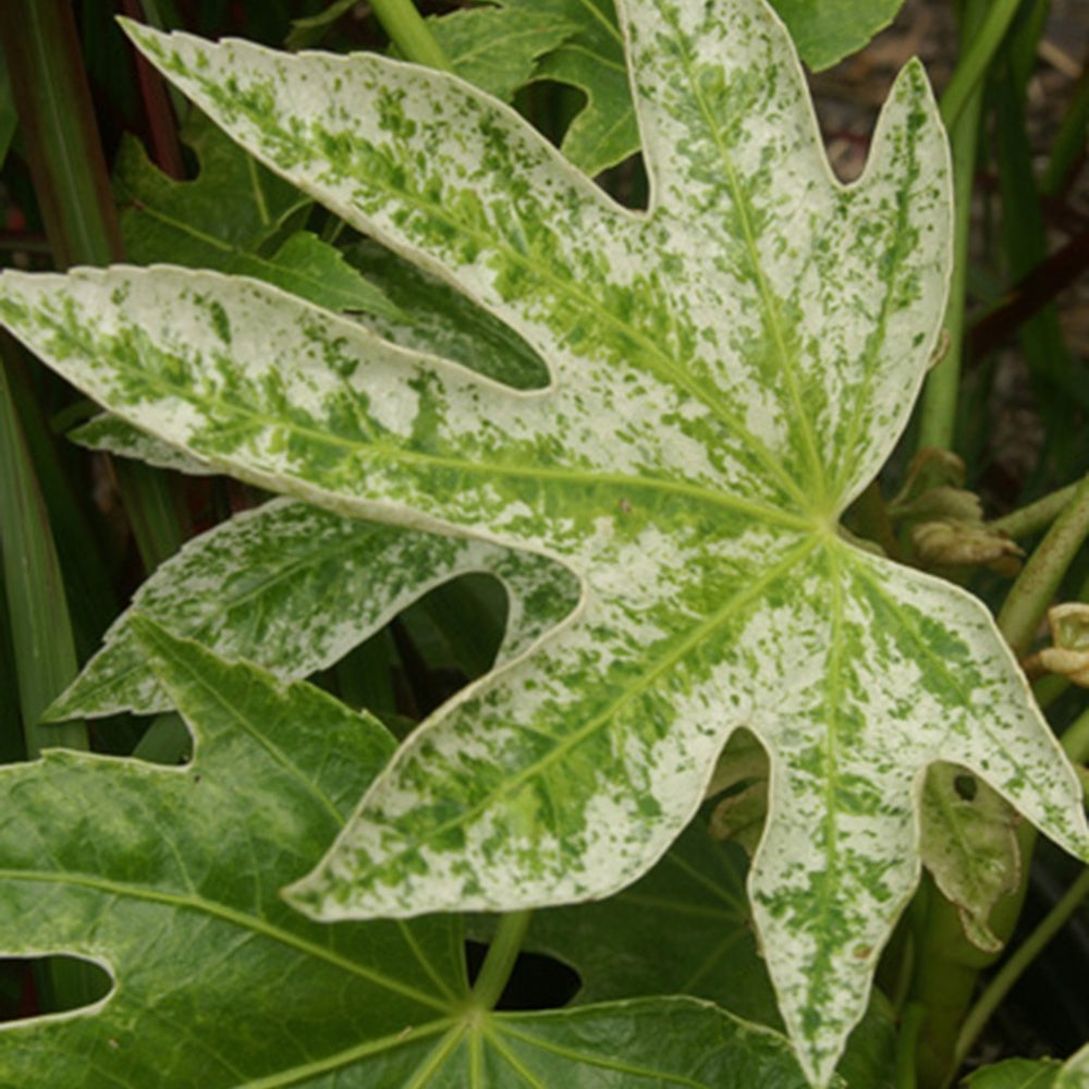 Aralia du Japon Spiders Web - Willemse