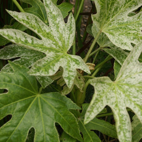 Aralia du Japon Spiders Web - Fatsia japonica spider web - Arbustes