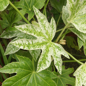 Aralia du Japon Spiders Web - Fatsia japonica spider web