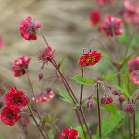 Benoîte Flames of Passion - Geum flames of passion ® - Plantes