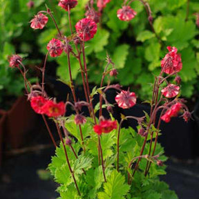 Benoîte Flames of Passion - Geum flames of passion ® - Plantes vivaces