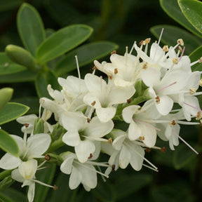 Véronique arbustive - Hebe carnosula