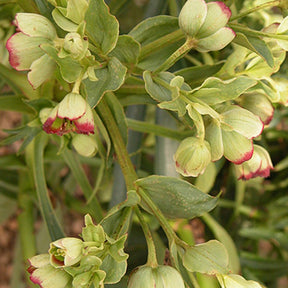 Hellébore fétide - Helleborus foetidus - Willemse