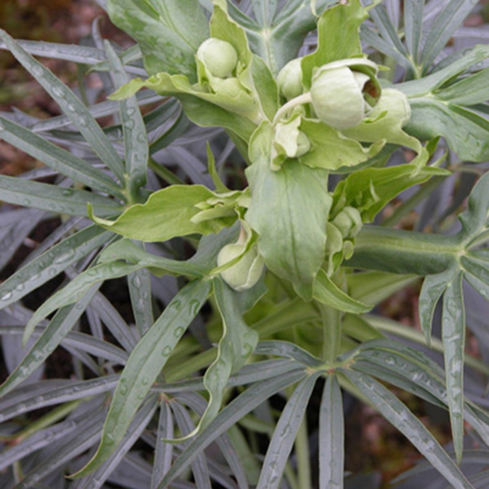 Helleborus foetidus - Hellébore fétide - Hellébores