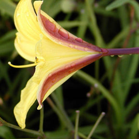 Hémérocalle Corky - Hemerocallis corky - Plantes