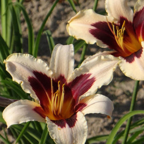 Hémérocalle Wild Horses - Hemerocallis wild horses - Plantes