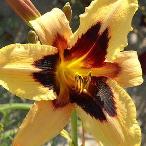 Hémérocalle Wild Horses - Hemerocallis wild horses - Plantes vivaces