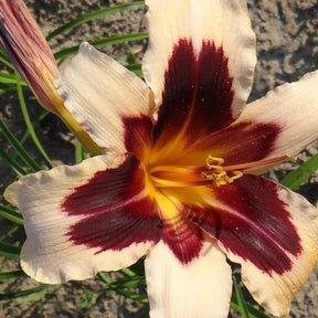 Hémérocalle Wild Horses - Hemerocallis wild horses - Fleurs vivaces