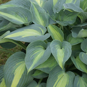 Hosta Catherine - Hosta catherine - Plantes vivaces