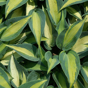 Hosta Catherine - Hosta catherine - Hosta