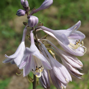 Hosta Catherine - Hosta catherine