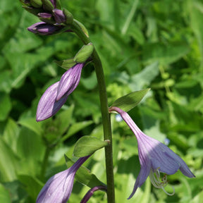 Hosta elata - Hosta elata - Plantes vivaces