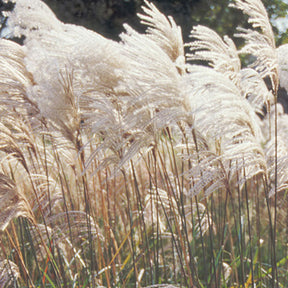 Eulalie Malepartus - Miscanthus sinensis malepartus - Willemse