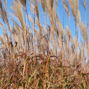 Eulalie Silberfeder - Miscanthus sinensis silberfeder - Plantes vivaces