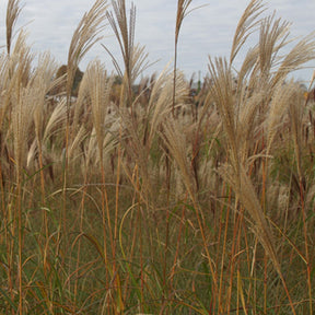 Eulalie Silberfeder - Miscanthus sinensis silberfeder