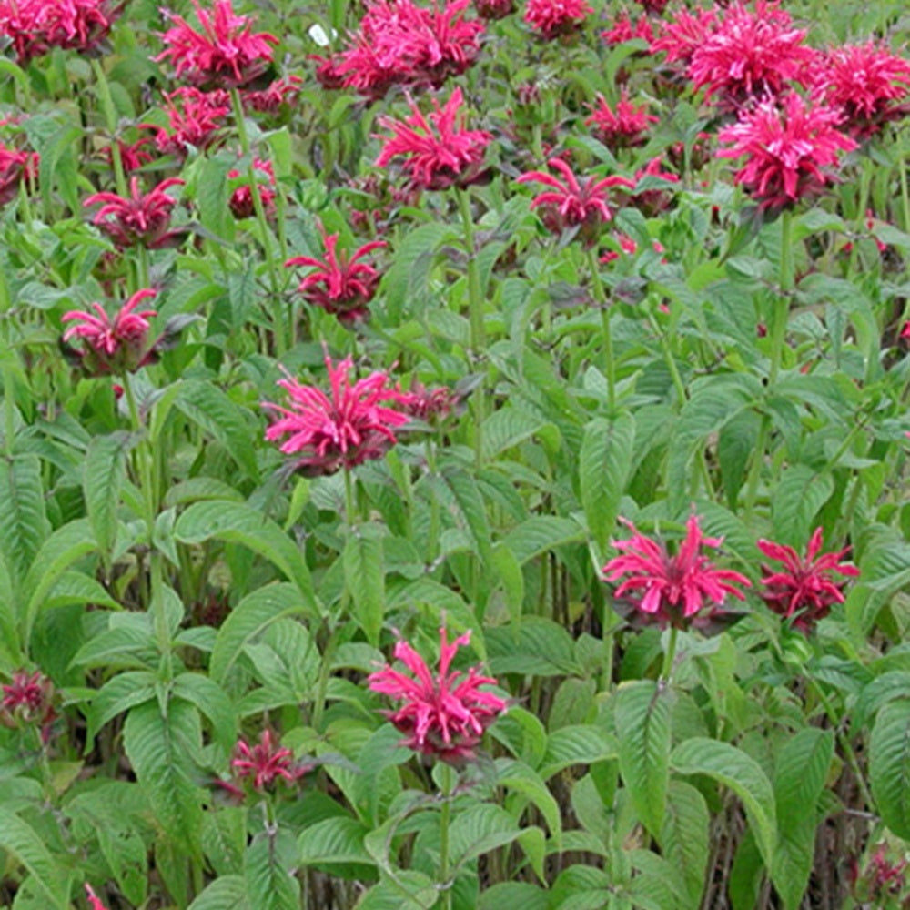 Monarde Mahogany - Monarda mahogany - Plantes