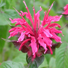 Monarde Mahogany - Monarda mahogany - Plantes vivaces