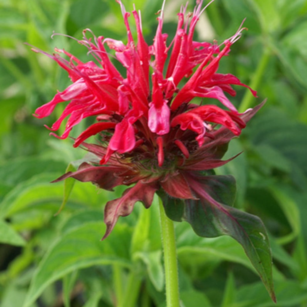 Monarde Mahogany - Monarda mahogany - Fleurs vivaces