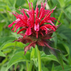 Monarde Mahogany - Monarda mahogany - Fleurs vivaces