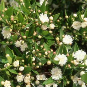 Myrte commun Flore Pleno - Myrtus communis flore pleno - Plantes