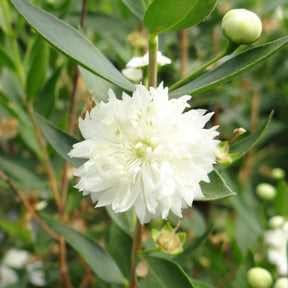 Myrte commun Flore Pleno - Myrtus communis flore pleno - Willemse