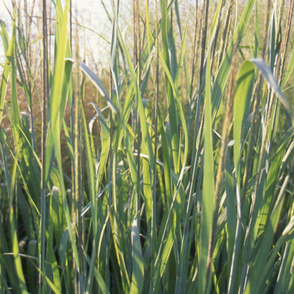 Panic effilé Dallas Blue - Panicum virgatum dallas blues - Willemse