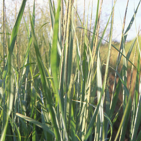 Panic effilé Dallas Blue - Panicum virgatum dallas blues - Graminées