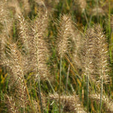 Herbe aux écouvillons Little Bunny - Pennisetum - Willemse