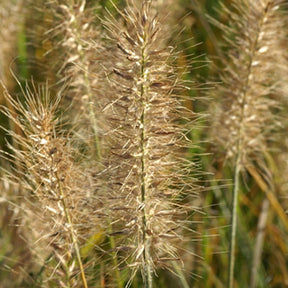 Herbe aux écouvillons Little Bunny - Pennisetum - Pennisetum alopecuroides little bunny - Graminées