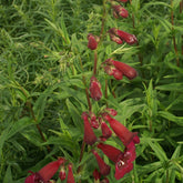 Galane Blackbird - Penstemon - Willemse