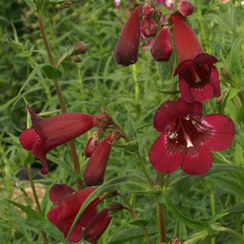 Galane Blackbird - Penstemon - Penstemon blackbird - Plantes vivaces