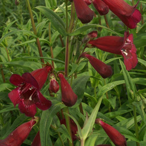 Galane Blackbird - Penstemon - Penstemon blackbird - Fleurs vivaces