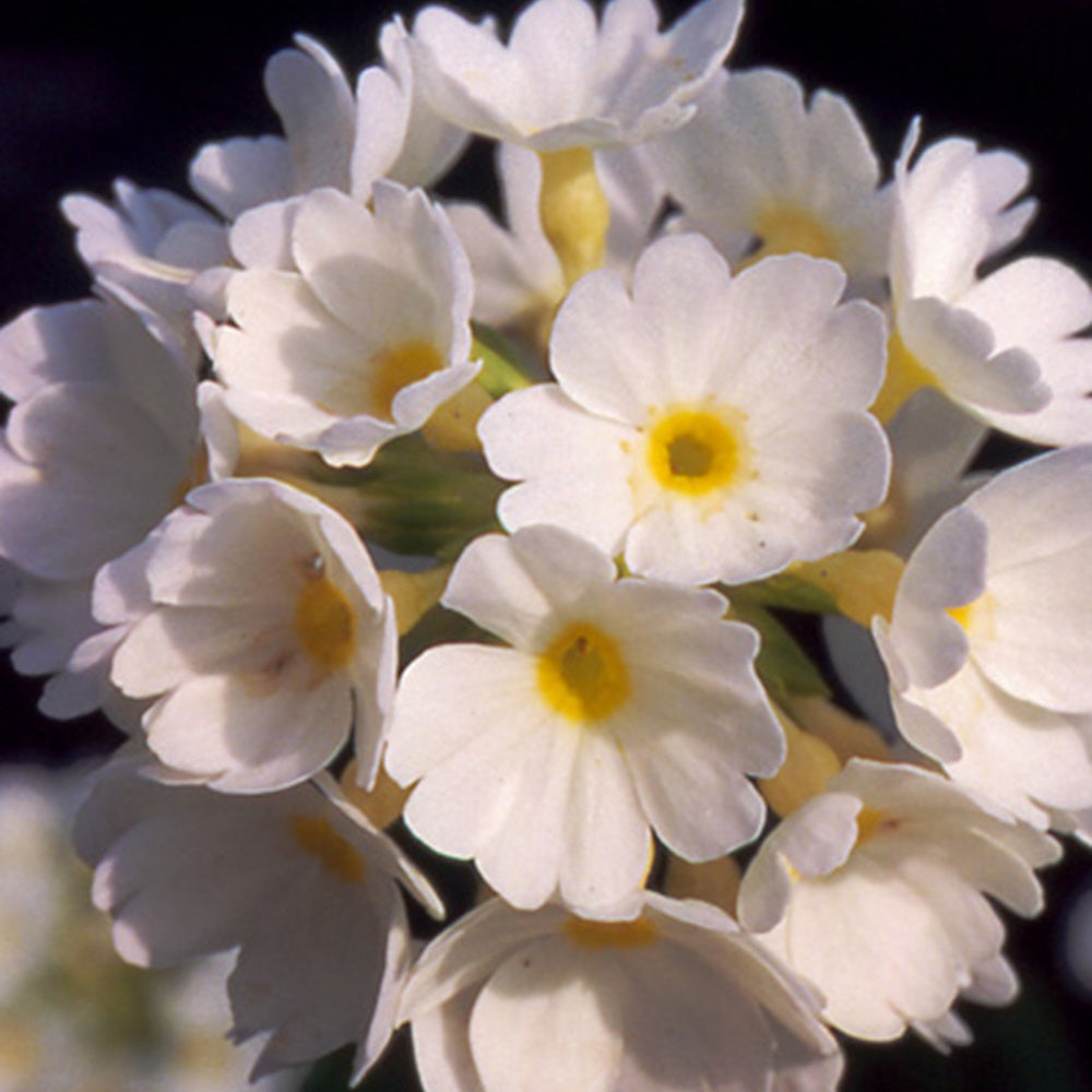 Primevère denticulée blanche - Primula denticulata alba - Plantes vivaces