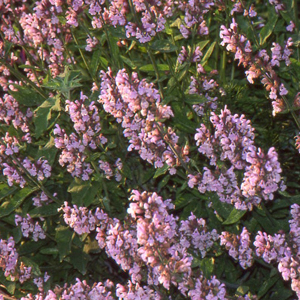 Sauge officinale Aubigné sur Layon - Salvia officinalis aubigné sur layon - Plantes vivaces