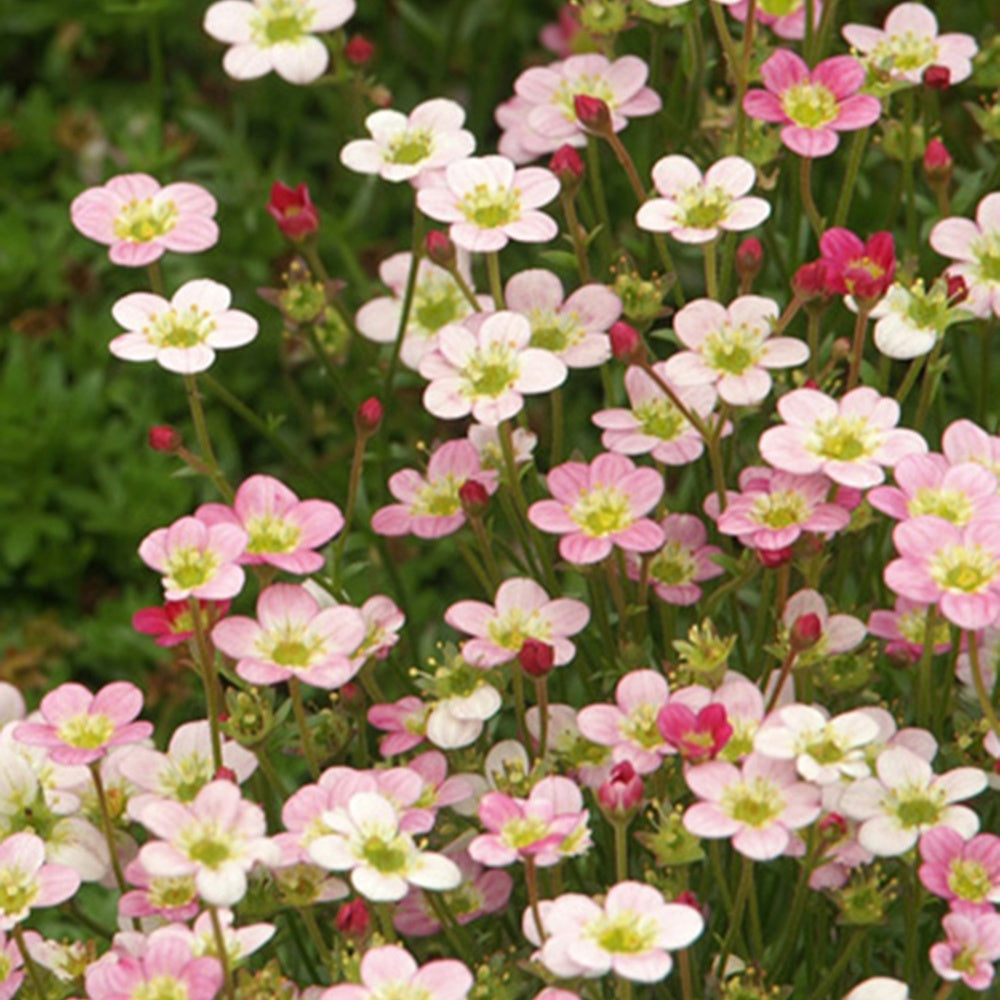 Saxifrage Ware's Crimson - Saxifraga arendsii Ware's Crimson - Plantes