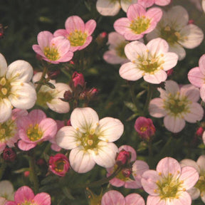 Saxifrage Ware's Crimson - Saxifraga arendsii Ware's Crimson - Plantes vivaces