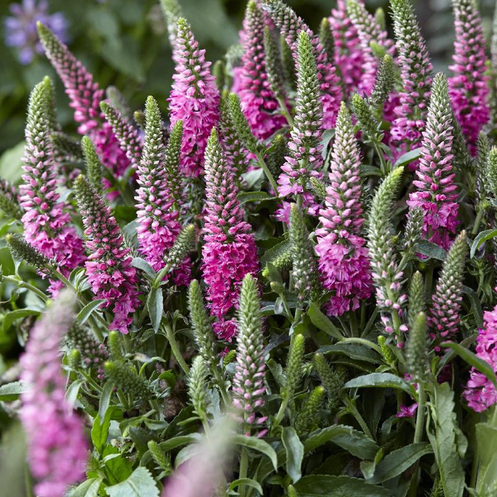 Veronique en épis Bubblegum Candles ® - Veronica spicata bubblegum candle's ® - Plantes vivaces