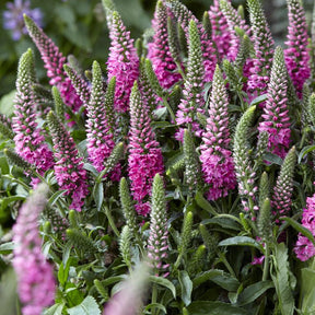 Veronique en épis Bubblegum Candles ® - Veronica spicata bubblegum candle's ® - Plantes vivaces