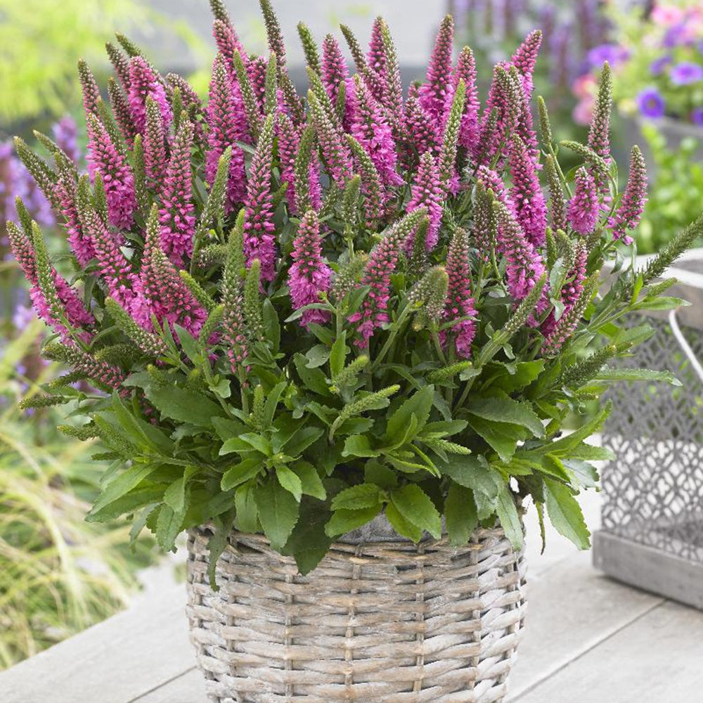 Veronique en épis Bubblegum Candles ® - Veronica spicata bubblegum candle's ® - Fleurs vivaces