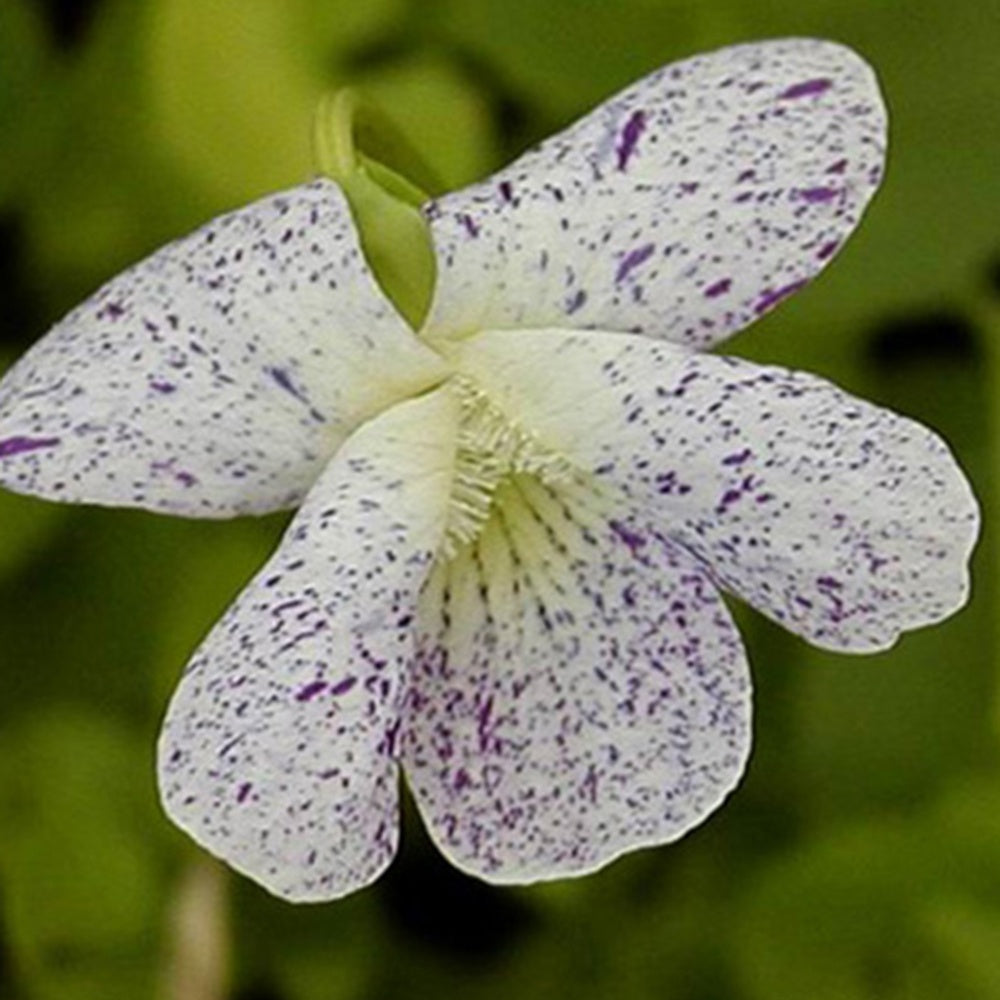 Violette vivace Freckles - Viola sororia freckles - Willemse