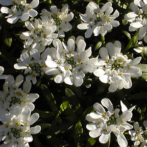 Corbeille d'argent Schneeflocke - Iberis - Iberis sempervirens 'snowflake' - Willemse