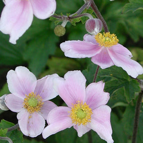 Anémone du Japon Robustissima - Anemone tomentosa 'robustissima' - Willemse