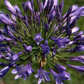 Agapanthe Donau - Agapanthus donau - Plantes