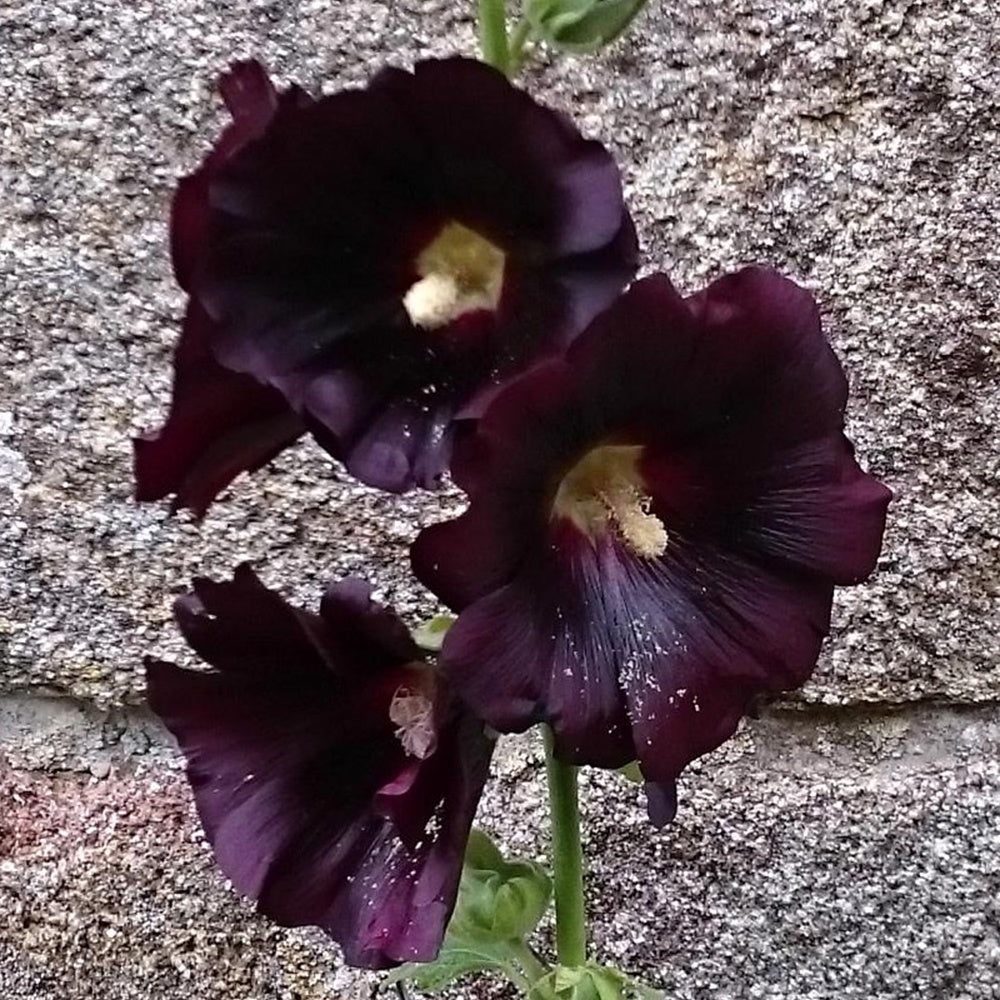 Rose trémière noire - Alcea rosea nigra - Plantes