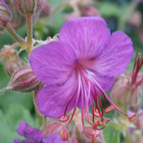 Géranium vivace macrorrhizum - Geranium macrorrhizum - Plantes