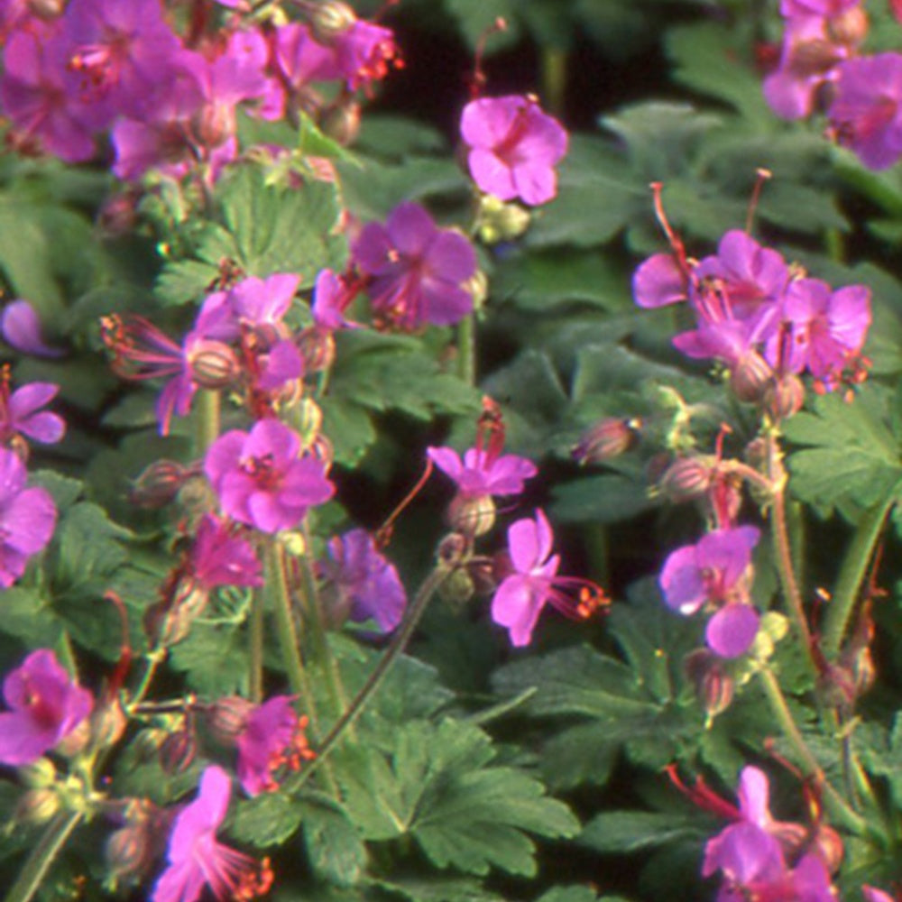 Géranium vivace macrorrhizum - Geranium macrorrhizum - Plantes vivaces