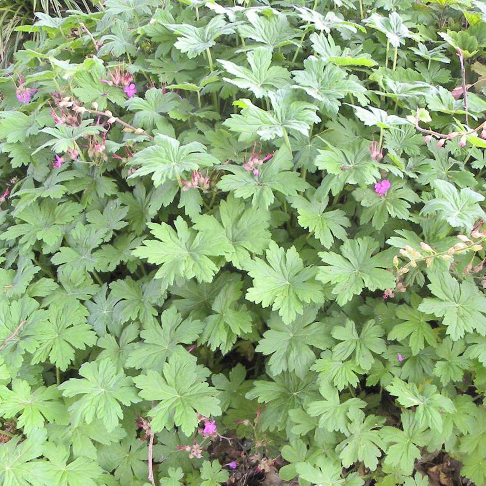 Géranium vivace macrorrhizum - Geranium macrorrhizum - Géraniums vivaces