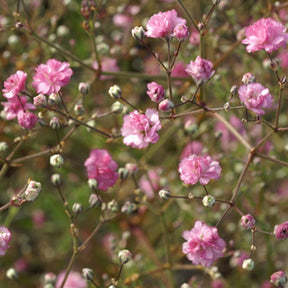 Gypsophile Flamingo - Gypsophila paniculata flamingo - Plantes